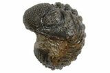 Wide Enrolled Morocops Trilobite - Morocco #296615-1